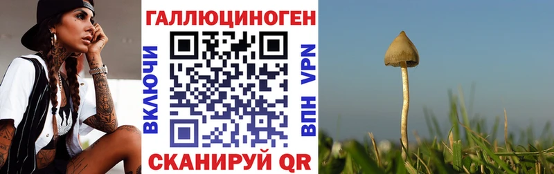 Псилоцибиновые грибы Psilocybine cubensis как найти Мезень